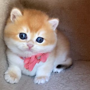 british shorthair kittens for sale