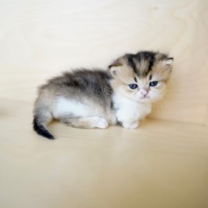 kittens for adoption near me